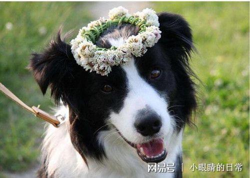 娱乐吃瓜酱边牧